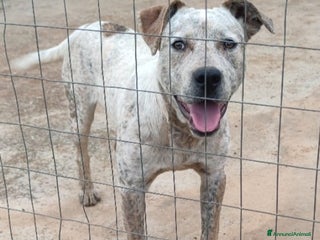 Meticcio cani Molossino 2anni e 1/2 dal recinto al canile.CALABR - Annuncio 2