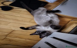 Siamese gatti in vendita: Gattini siamesi seal e tabby point  - Immagine 2