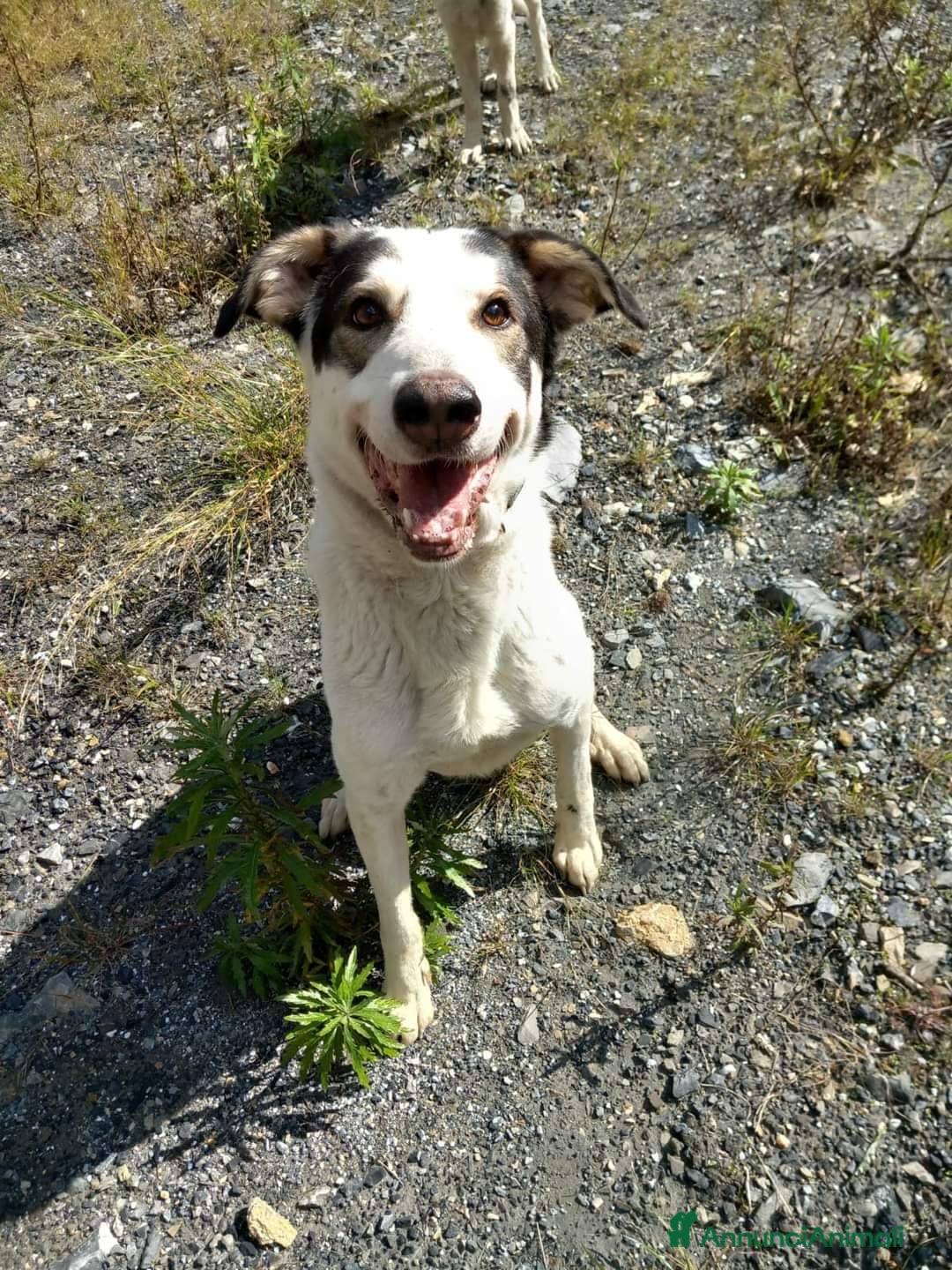 Meticcio cani in regalo: POLDO a Città Metropolitana di Genova - Annuncio 1