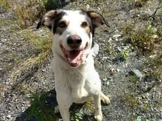 Meticcio cani POLDO a Città Metropolitana di Genova - Annuncio 27