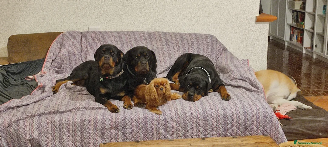 Immagine della galleria {{count}}