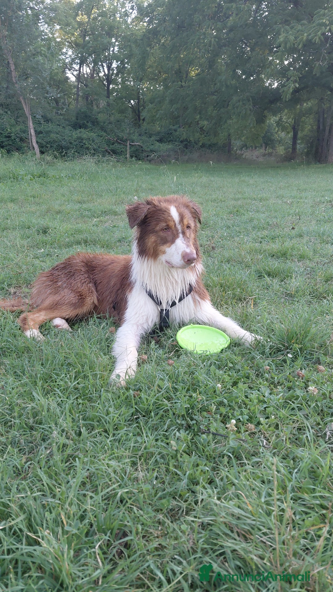 Australian Shepherd cani per accoppiamento: Pastore australiano  - Annuncio 34