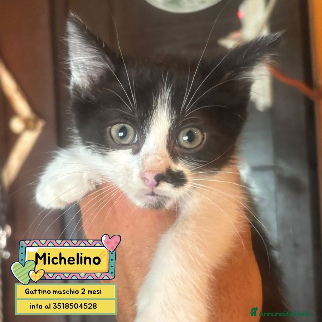 Meticcio gatti Michelino dolce gattino 2 mesi in adozione - Annuncio 3