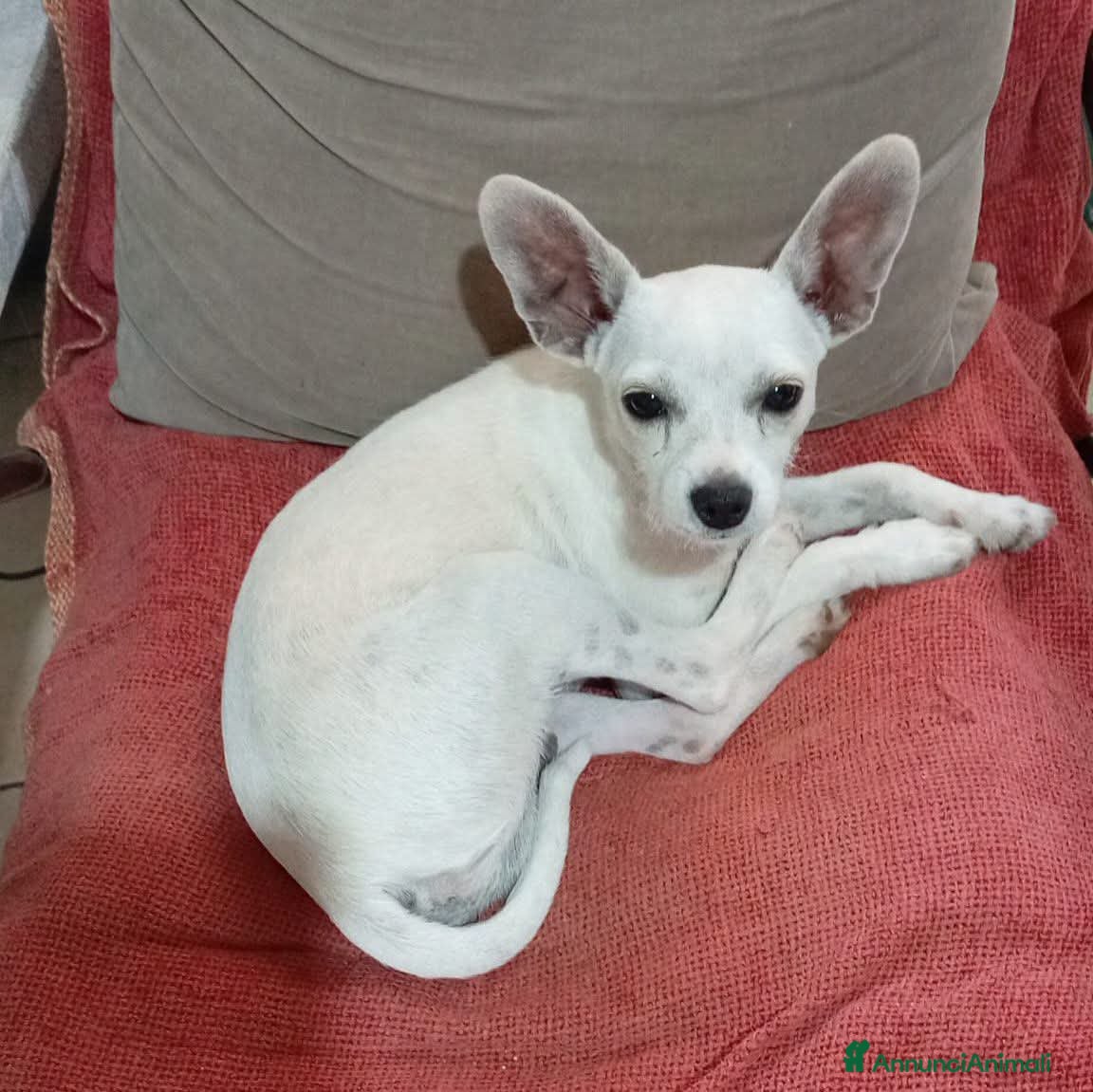 Meticcio cani Simil Pinscher 6mesi tg miniURGENTE SOLO LOMBARDIA - Annuncio 12