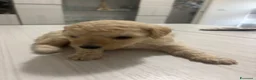 Barboncino cani in vendita: Barboncini.  - Annuncio 6
