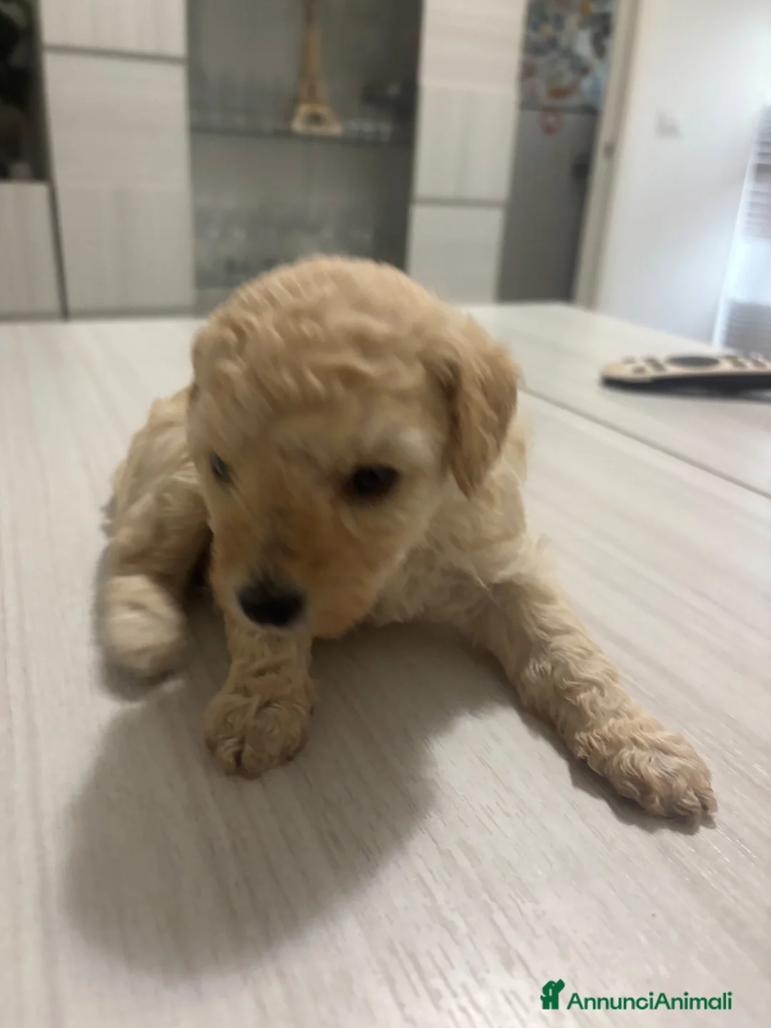 Barboncino cani in vendita: Barboncini.  - Annuncio 6