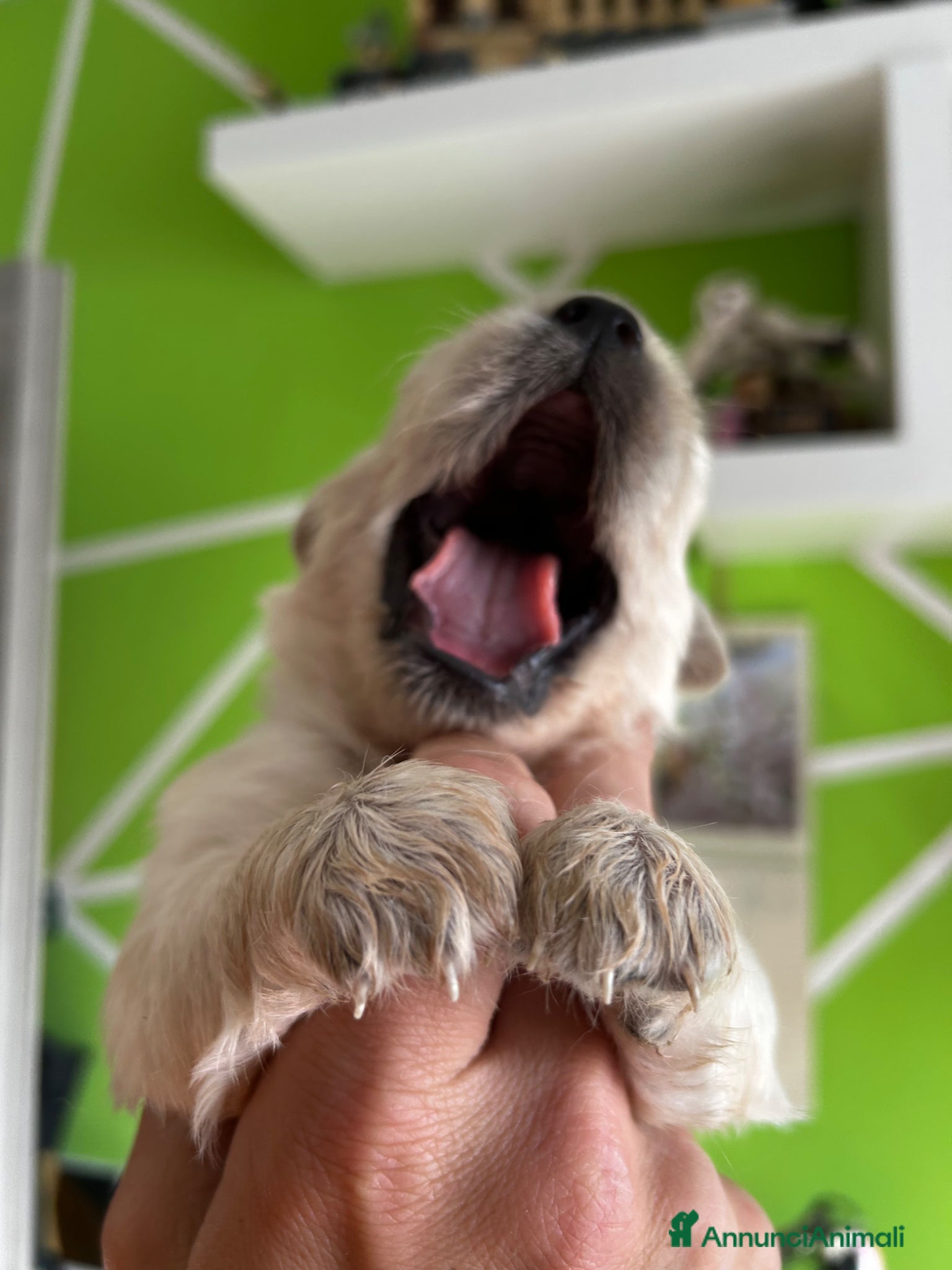 Golden Retriever cani Cuccioli disponibili - Golden retriever - Annuncio 5