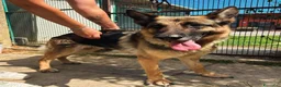 Pastore Tedesco cani in regalo: Sara Jane - Annuncio 2
