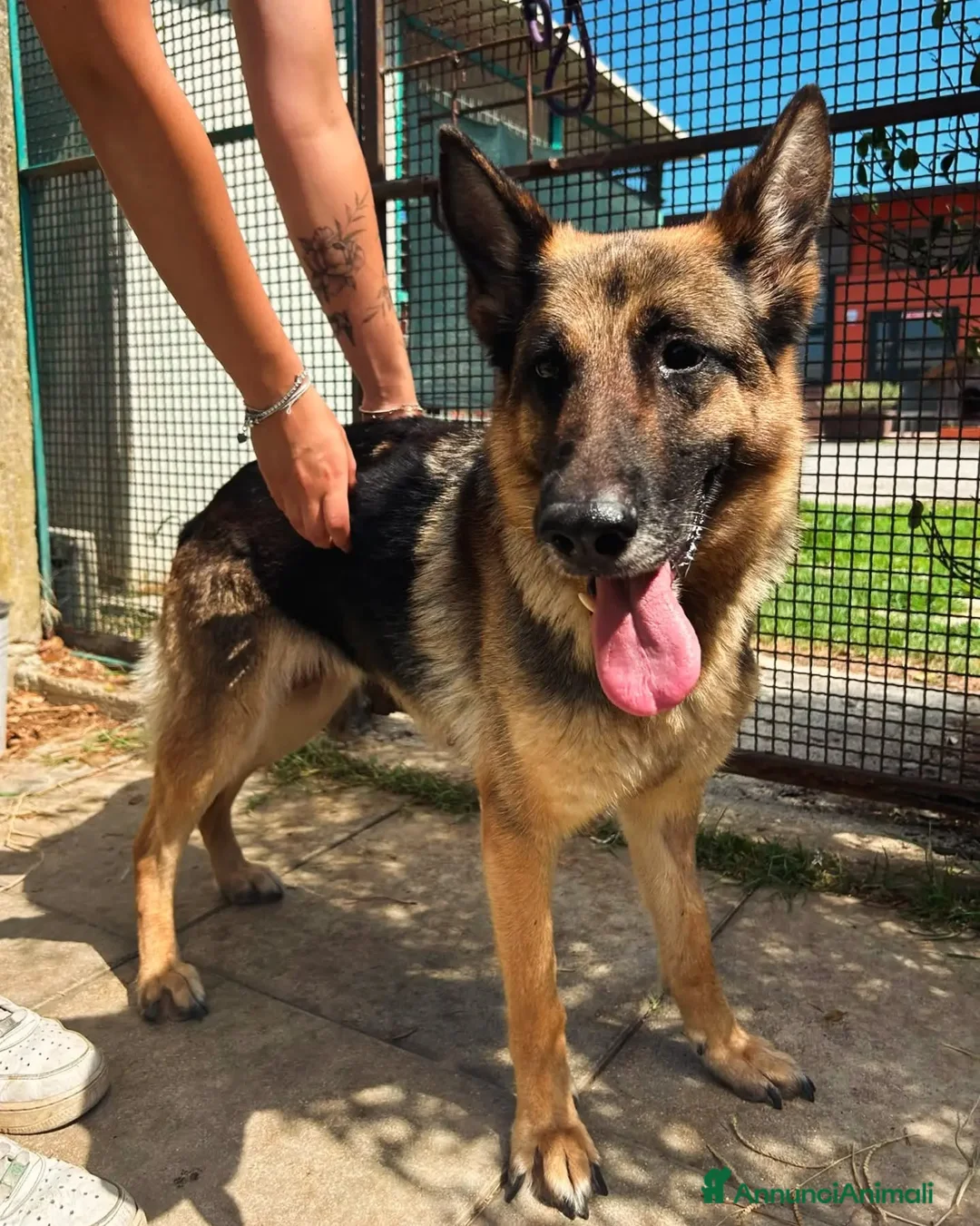 Pastore Tedesco cani in regalo: Sara Jane - Annuncio 2