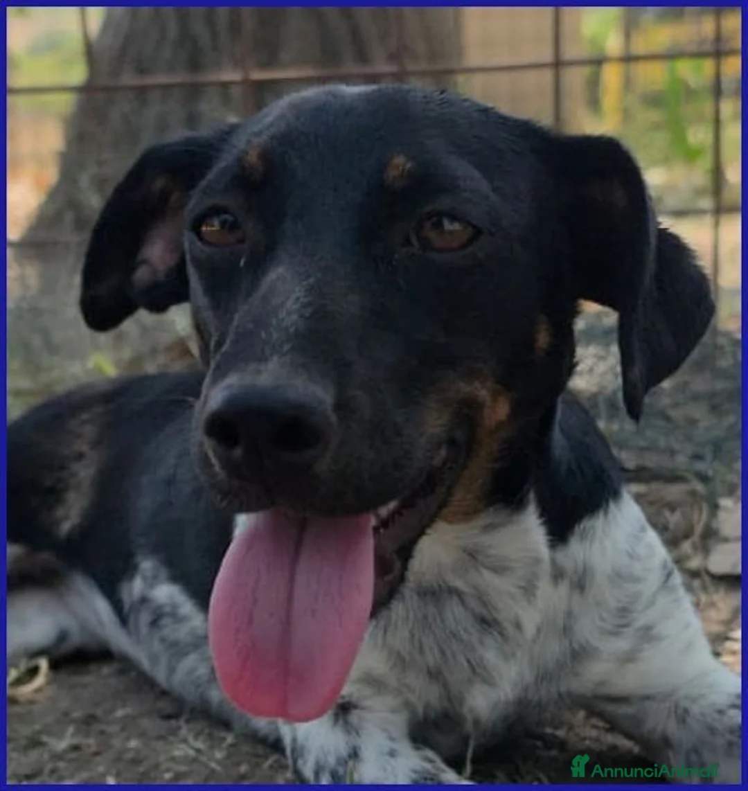 Meticcio cani in regalo: INCOLLA adorabile cucciolotta - Annuncio 2