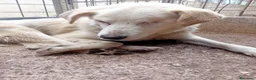 Meticcio cani in regalo: Miele, 12 kg, cieco, ADOZIONE DEL CUORE - Annuncio 3