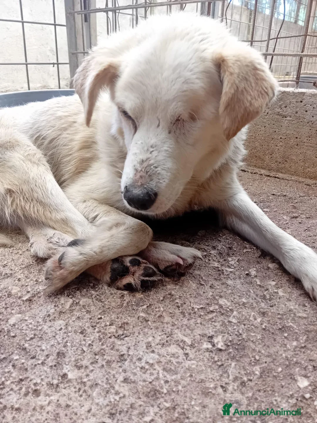 Meticcio cani in regalo: Miele, 12 kg, cieco, ADOZIONE DEL CUORE - Annuncio 3