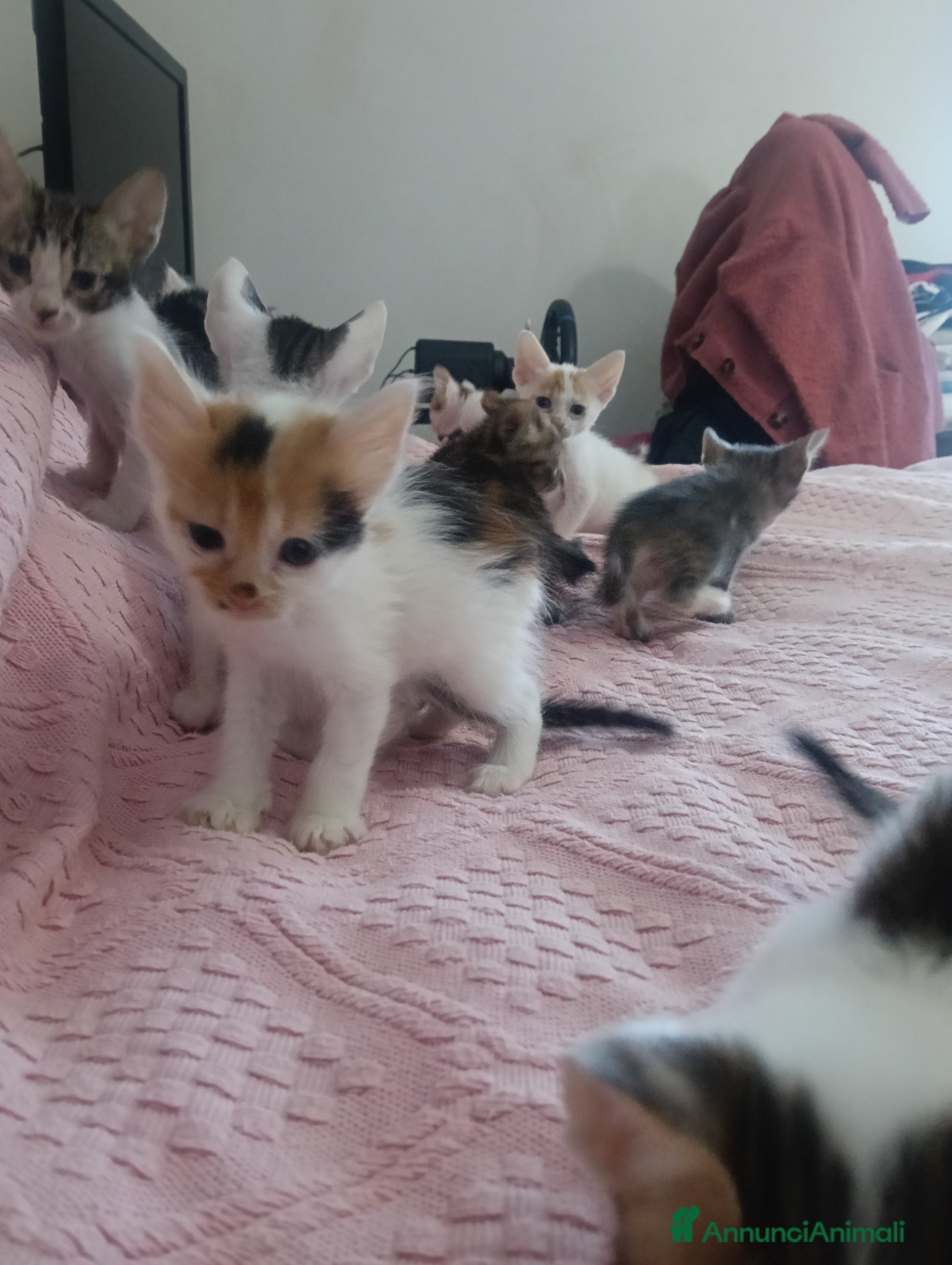 Altre razze gatti Gattini da regalare - Annuncio 5