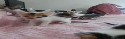Altre razze gatti in regalo: Gattini da regalare - Annuncio 1