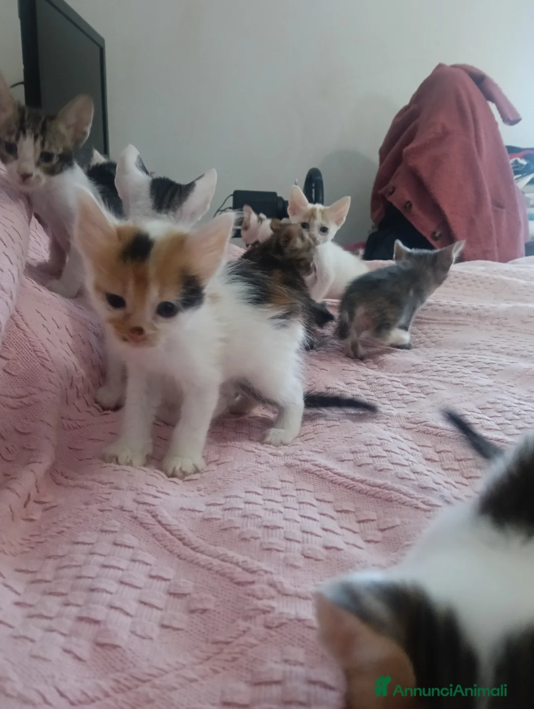 Altre razze gatti in regalo: Gattini da regalare - Annuncio 1