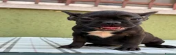 Bulldog Francese cani in vendita: Bulldog francese con Pedigree Enci  - Annuncio 16