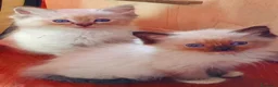 Ragdoll gatti in vendita: Ragdoll cuccioli  - Annuncio 5