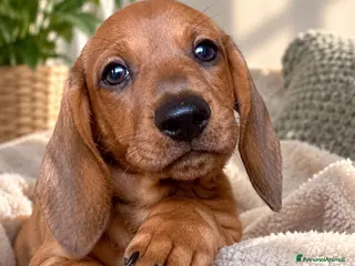 Bassotto cani CUCCIOLI BASSOTTI STANDARD - Annuncio 28