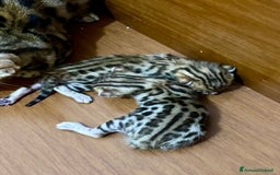 Bengala gatti in vendita: gatto bengala cuccioli a Città metropolitana di Roma Capitale - Immagine 3