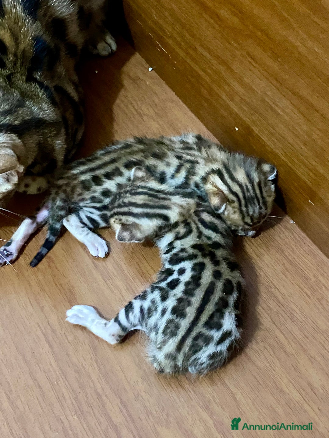 Bengala gatti in vendita: gatto bengala cuccioli a Città metropolitana di Roma Capitale - Immagine 3