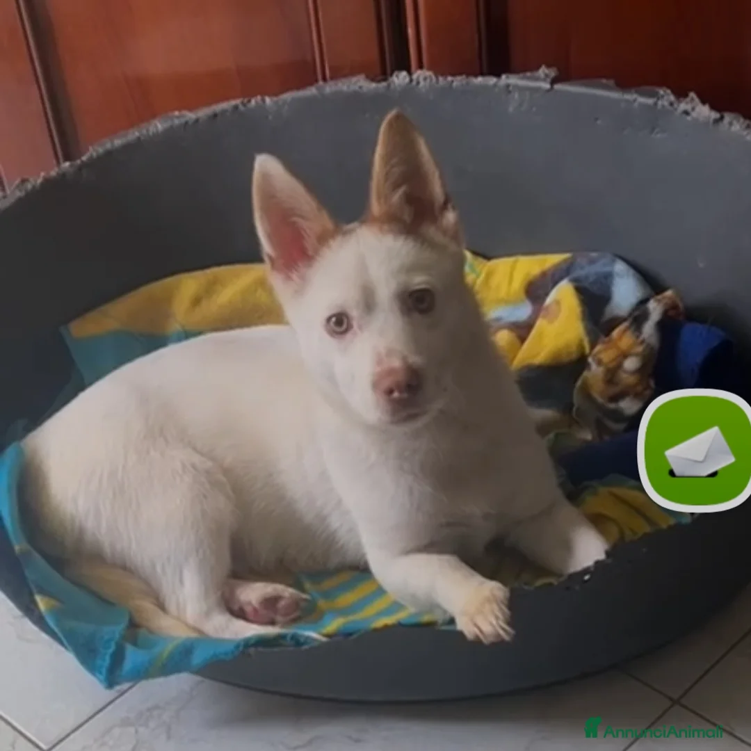 Meticcio cani in regalo: 9mesi 8kg per mesi in balcone CASERTA URGENTE - Annuncio 1