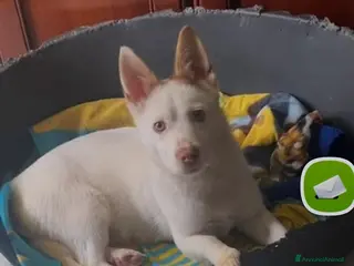 Meticcio cani 9mesi 8kg per mesi in balcone CASERTA URGENTE - Annuncio 33