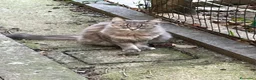 Europeo gatti in regalo: Due gattini di due mesi - Annuncio 2