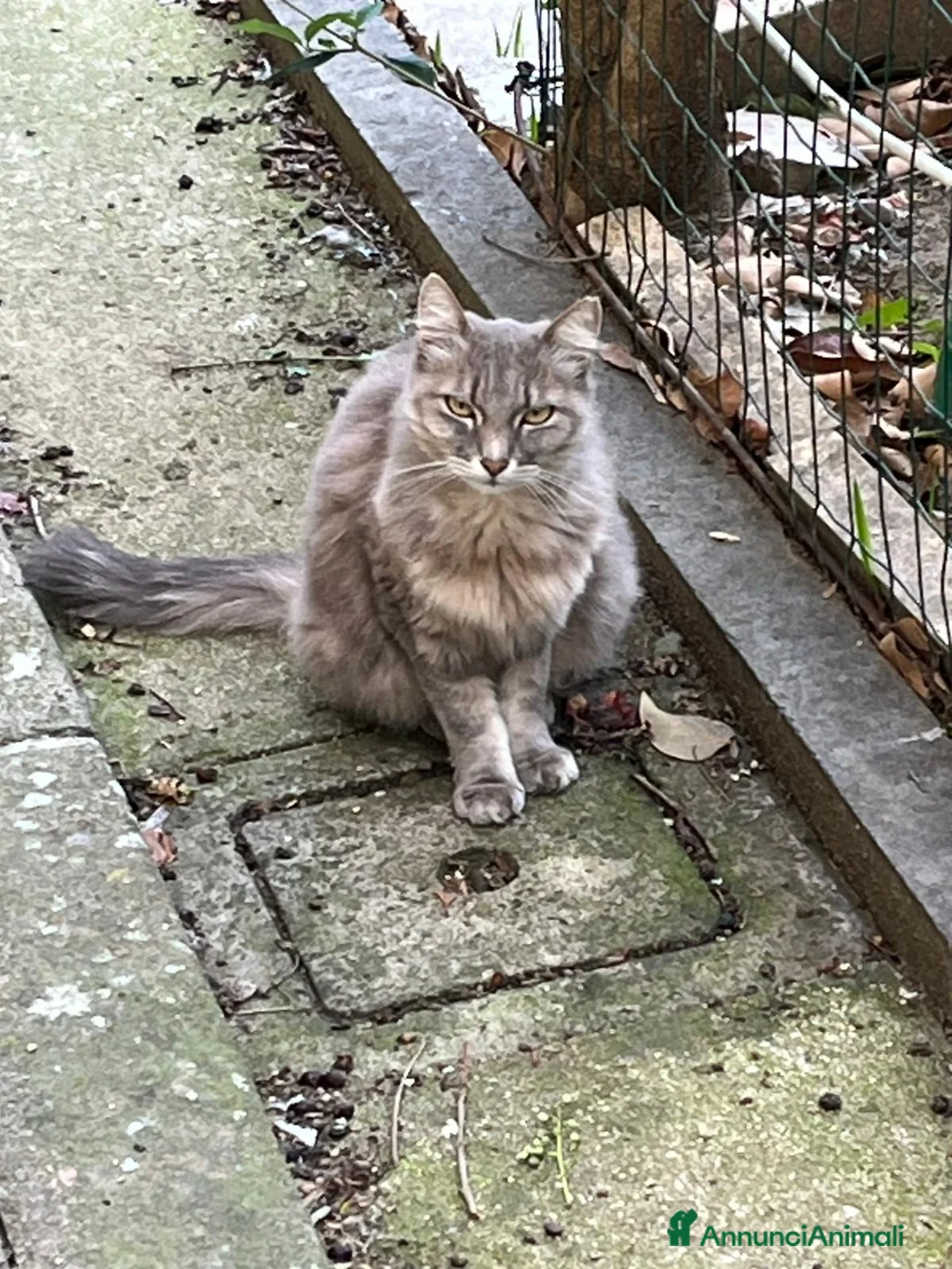 Europeo gatti in regalo: Due gattini di due mesi - Annuncio 2