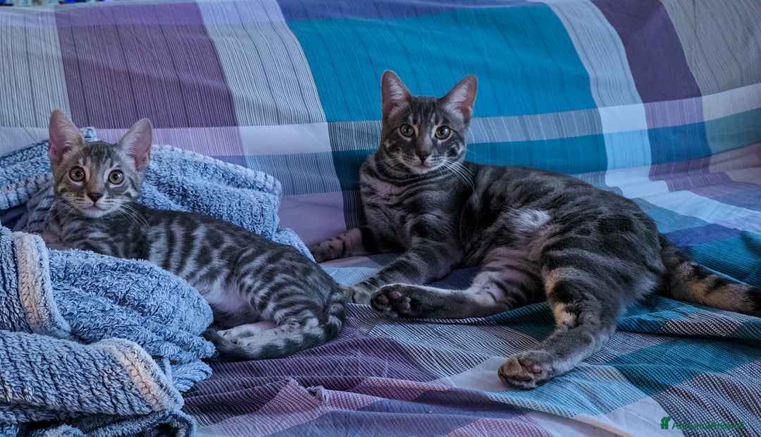 Immagine della galleria {{count}}