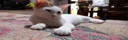 Europeo gatti in regalo: NIKITA, dolce gattina in adozione  - Annuncio 4