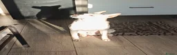 Meticcio cani in regalo: Pippo❤️ - Annuncio 10