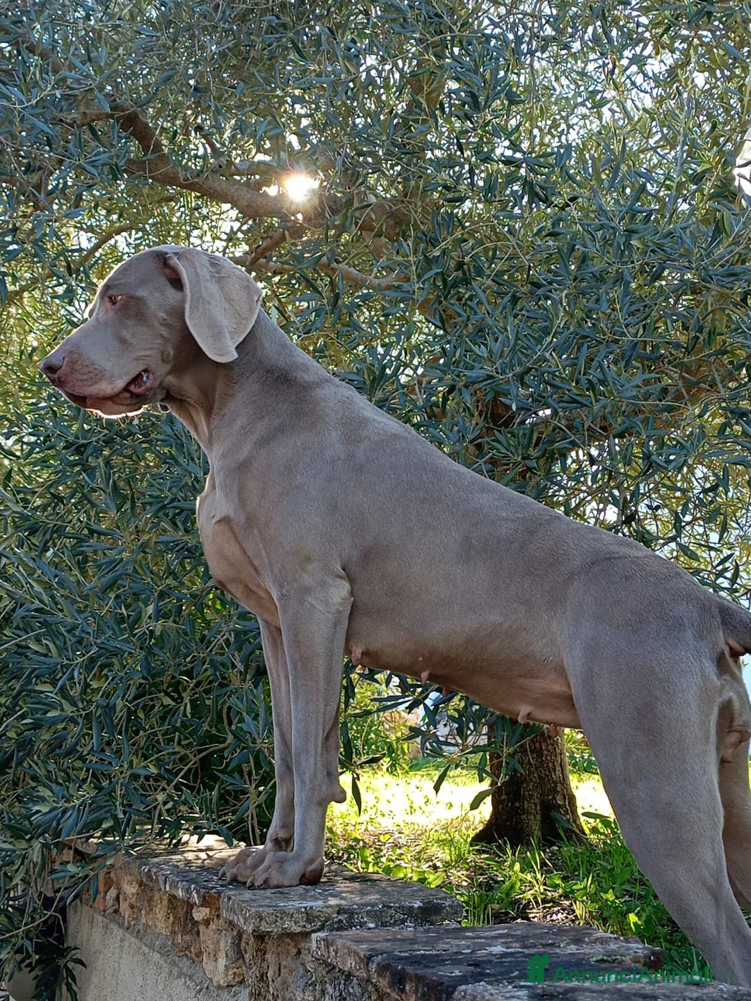Weimaraner cani in vendita: Cuccioli weimaraner  - Annuncio 6