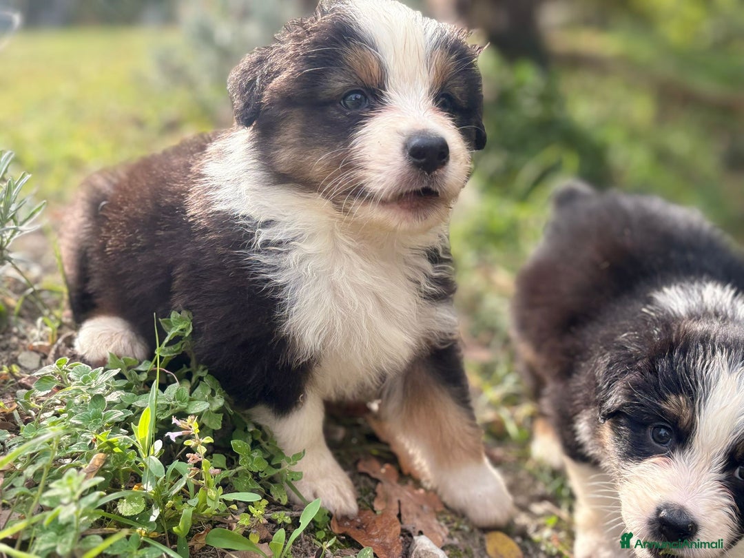 Australian Shepherd cani in vendita: Cuccioli di pastore australiano con pedigree  - Annuncio 7