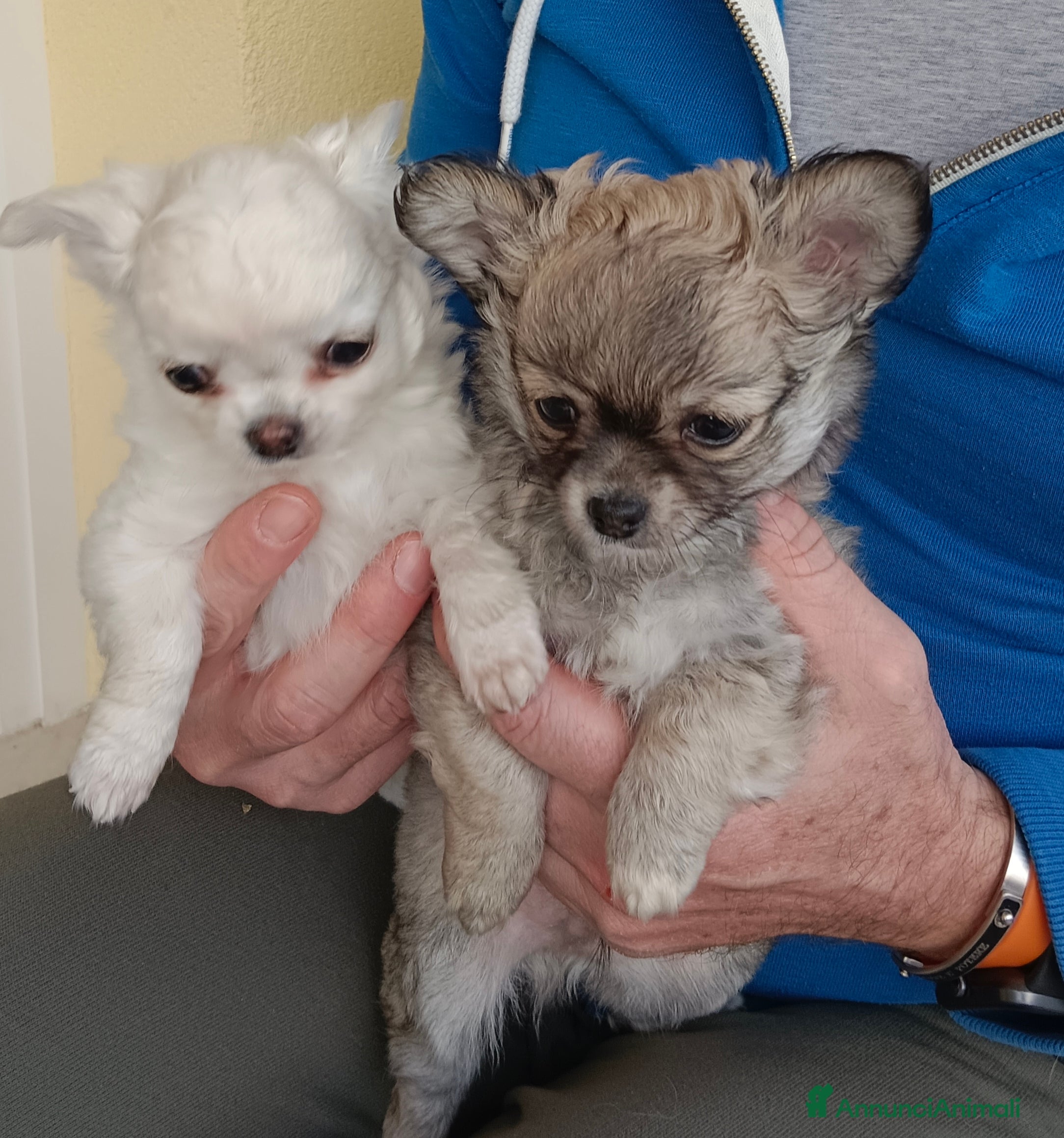 Chihuahua cani Otello&Febo - Annuncio 1