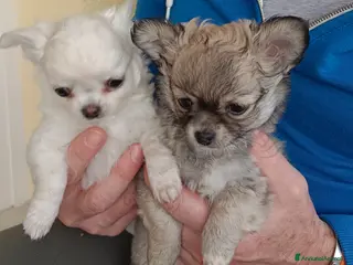 Chihuahua cani Otello&Febo - Annuncio 6