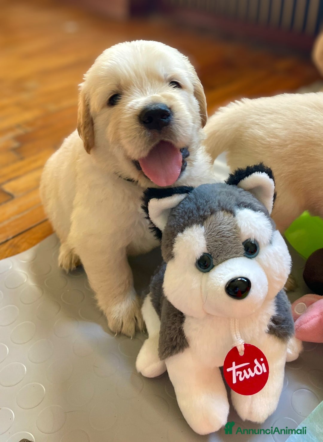 Golden Retriever cani in vendita: GOLDEN RETRIEVER  - Annuncio 3