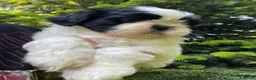 Shih Tzu cani in vendita: Cuccioli di Shi-tzu - Annuncio 27