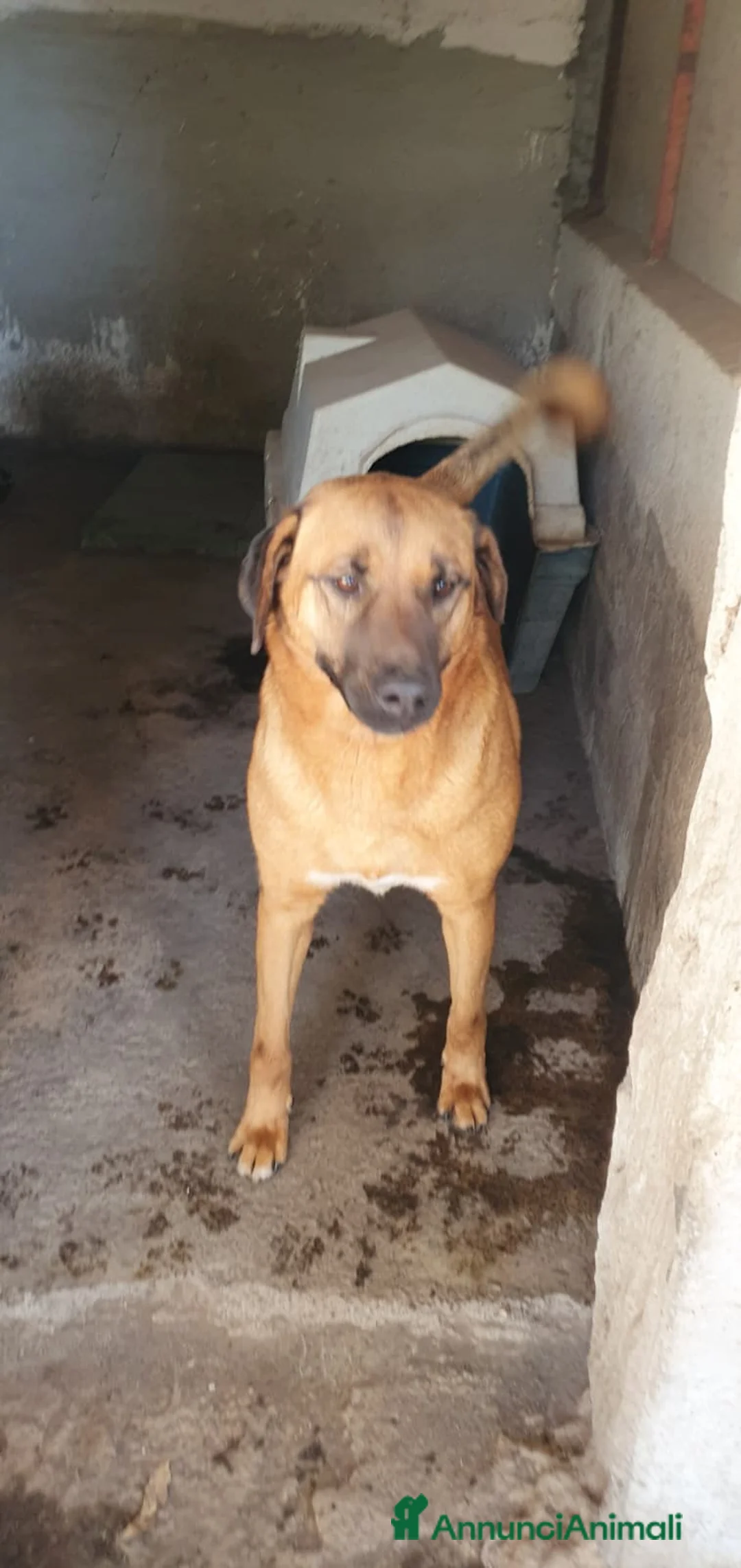 Meticcio cani in regalo: Alex in Canile - Annuncio 2