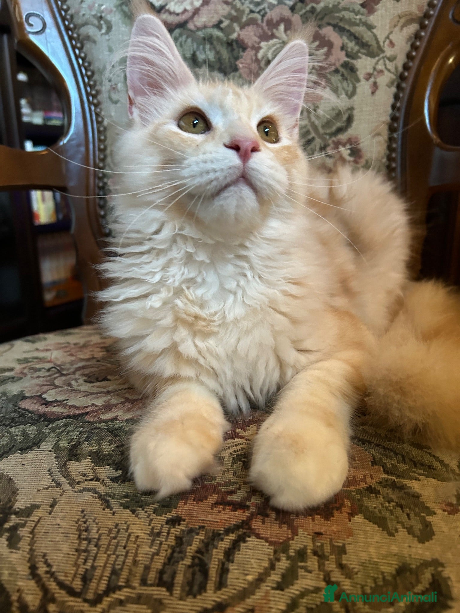 Maine Coon gatti Maine Coon  - Annuncio 24