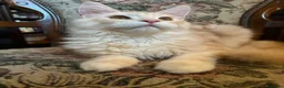 Maine Coon gatti in vendita: Maine Coon  - Annuncio 1