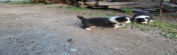Australian Shepherd cani in vendita: Cucciole Australian shepherd - Annuncio 10