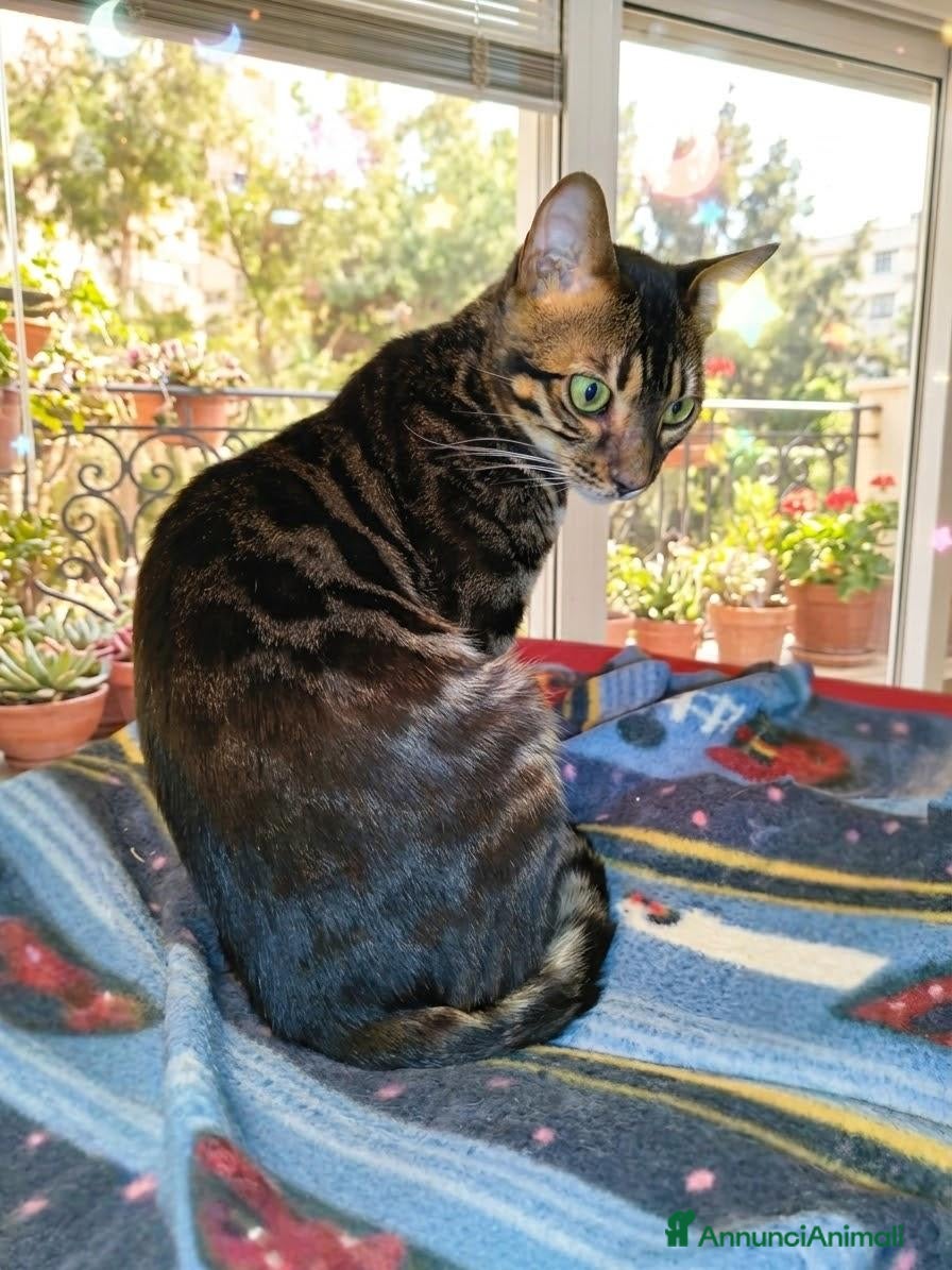 Bengala gatti Splendido gatto Bengala maschio  - Annuncio 6