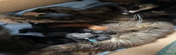 Maine Coon gatti in vendita: Cucciolo Maine coon maschio  - Annuncio 3