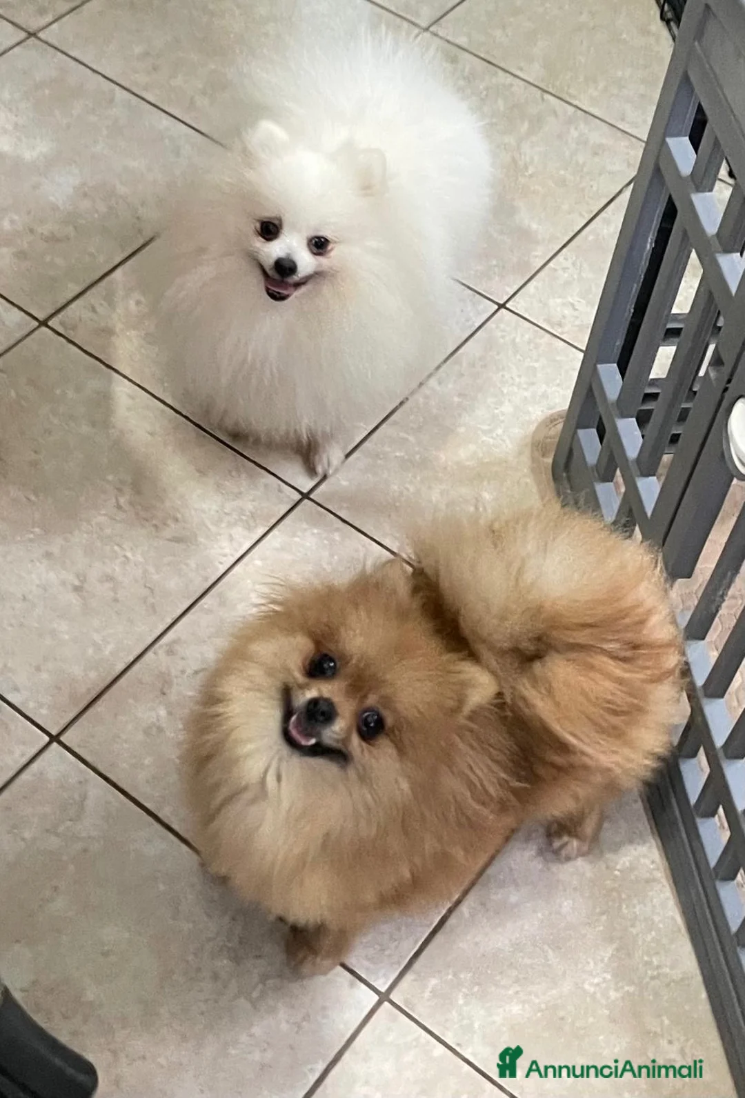 Volpino Pomerania cani in vendita: Pomerania - Annuncio 1