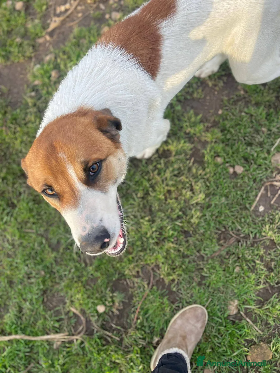 Meticcio cani in regalo: 8 mesi, cucciolo bello e simpatico - Annuncio 1