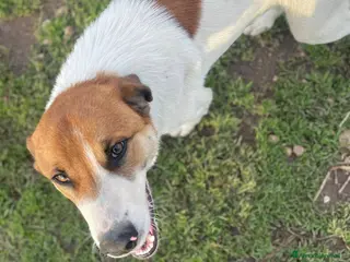 Meticcio cani 8 mesi, cucciolo bello e simpatico - Annuncio 40