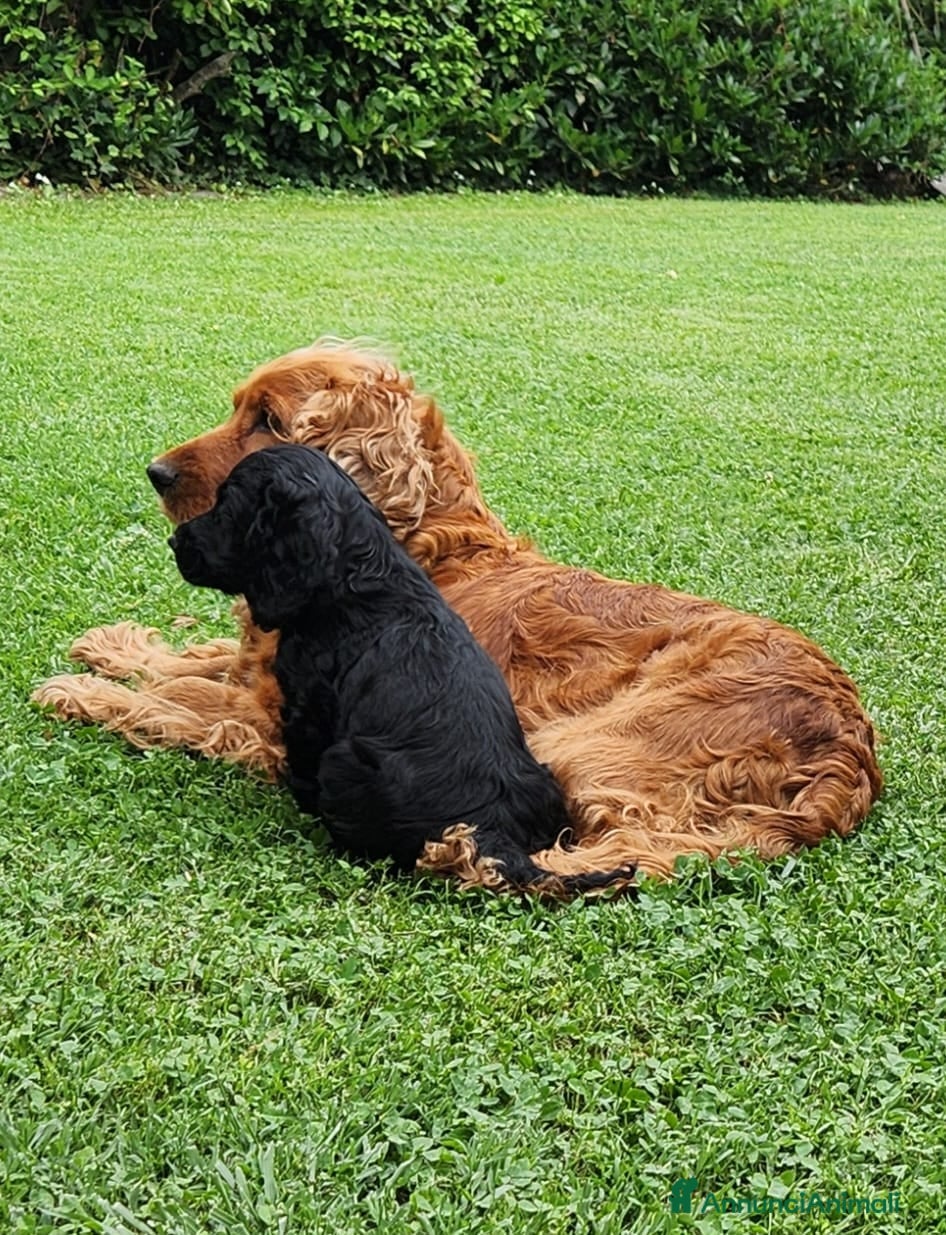 Cocker cani in vendita: Cuccioli di Cocker - Annuncio 2