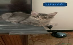 Siberiano gatti in vendita: Vendesi gattini Siberiani  - Immagine 5