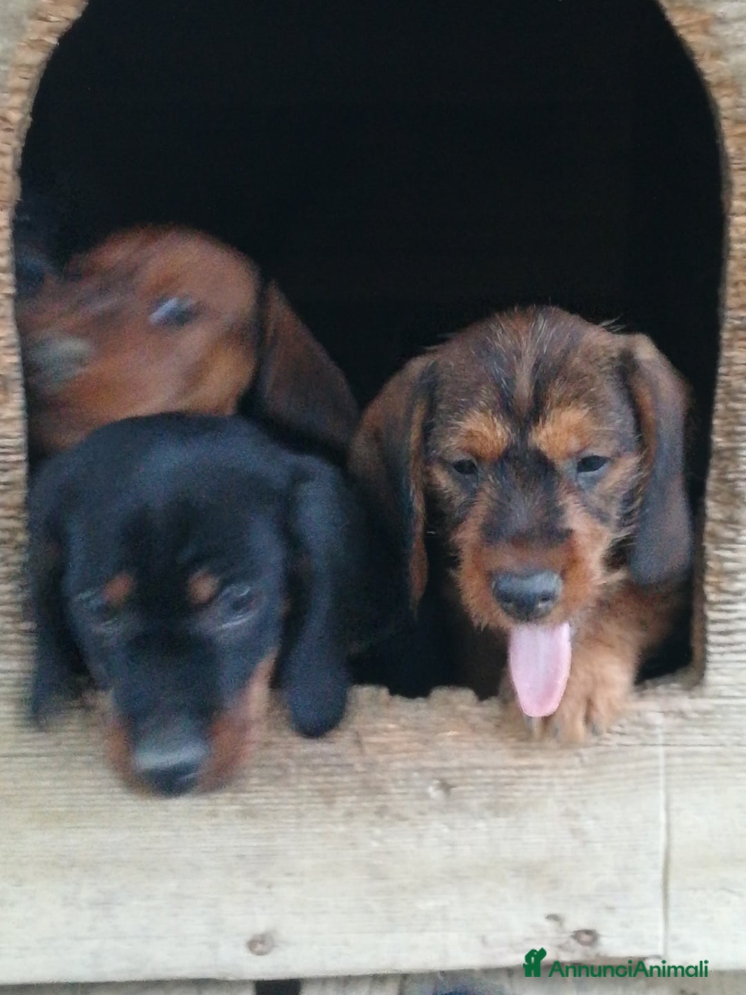 Bassotto cani in vendita: Bassotto pelo duro  - Annuncio 27