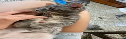 Meticcio gatti in vendita: Gattina giocosa  - Annuncio 8